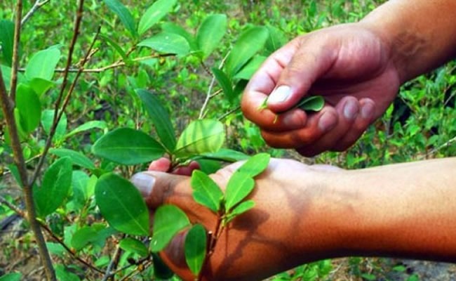 Coca exedentaría
