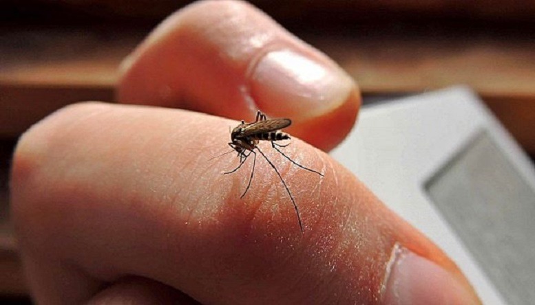 El dengue en Bolivia