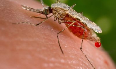 Epidemia del dengue