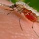 Epidemia del dengue
