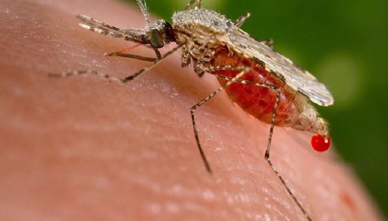 Epidemia del dengue