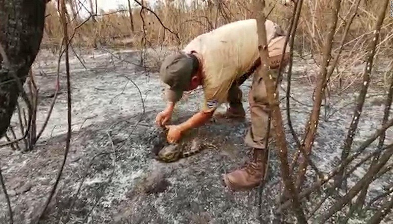 Animales en incendio