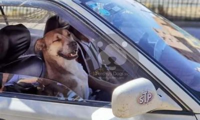 Perro acompaña a su dueño a trabajar de taxista en el Alto