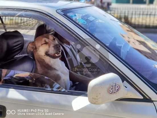 Perro acompaña a su dueño a trabajar de taxista en el Alto