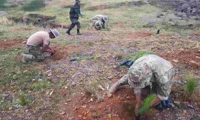 Reforestación del Titikaca