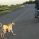 Motociclista arrastró a un perro en Santiago del Estero