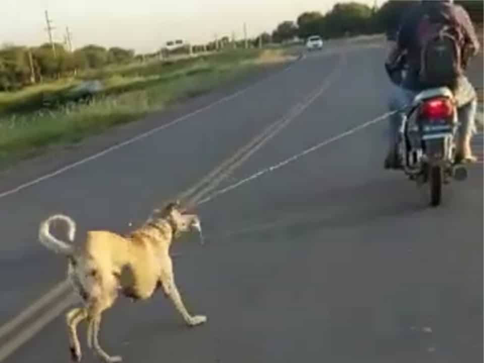 Motociclista arrastró a un perro en Santiago del Estero