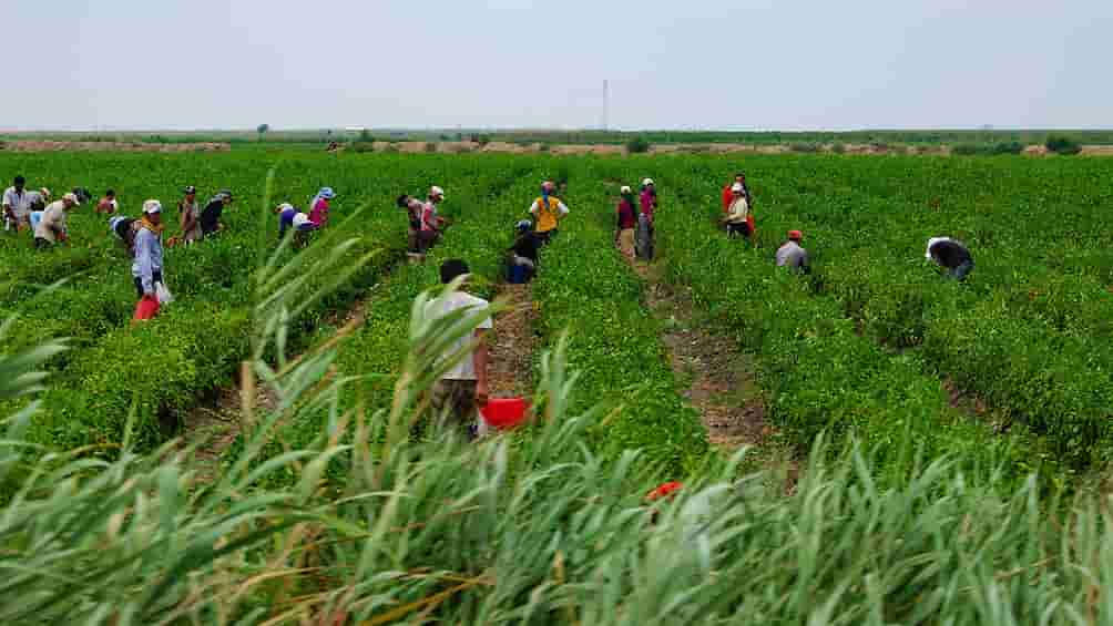 Bolivianos explotados en la quinta de Frutos Rojos