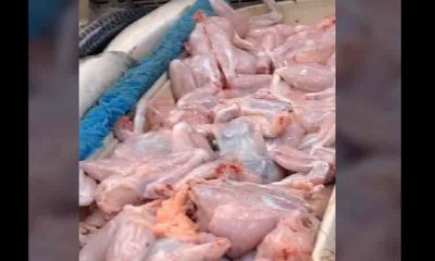 Pollo muerto se levantó en la carnicería y se hizo escapar