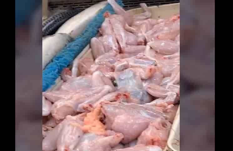 Pollo muerto se levantó en la carnicería y se hizo escapar