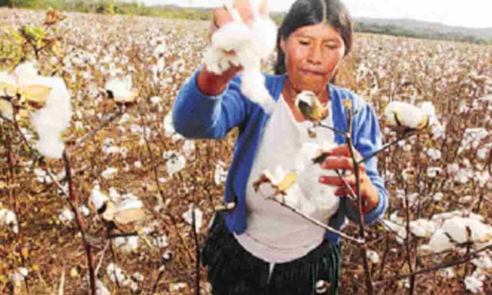 Producción de Algodón en Bolivia