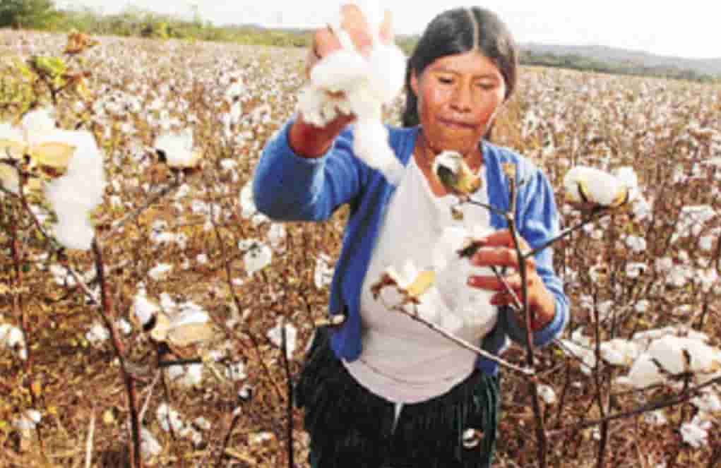 Producción de Algodón en Bolivia