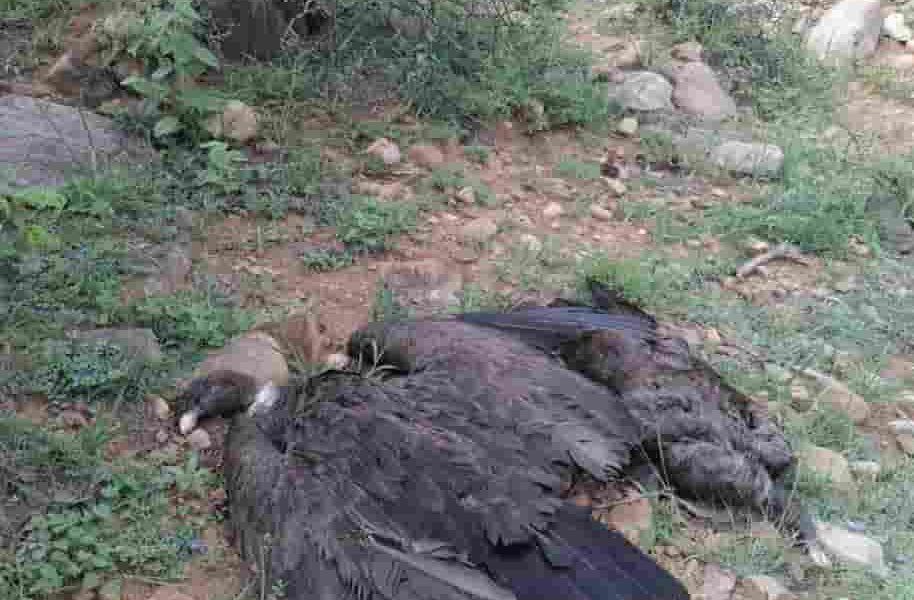 Cóndores muertos en la quebrada de tarija Bolivia