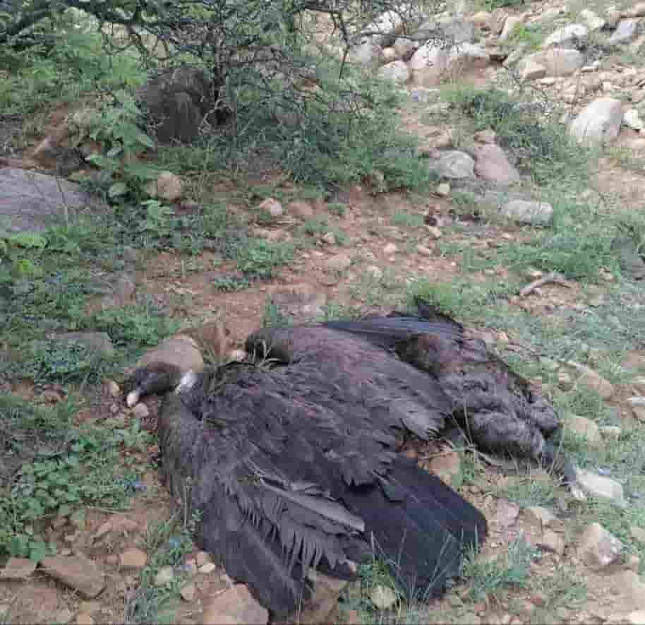Cóndores muertos en la quebrada de tarija Bolivia
