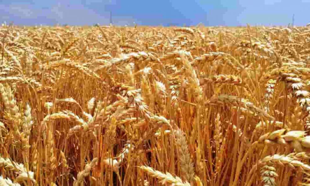préstamo del Banco nación para productores de trigo y cebada