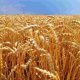 préstamo del Banco nación para productores de trigo y cebada