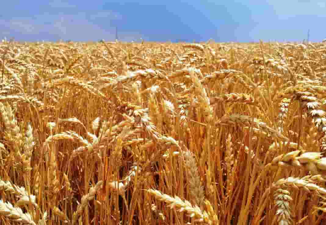 préstamo del Banco nación para productores de trigo y cebada