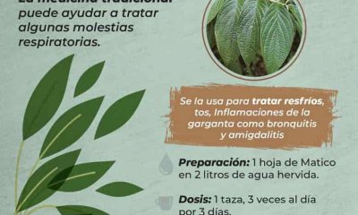 Plantas_medicinales