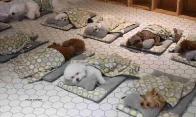 Perros durmiendo guardería canina