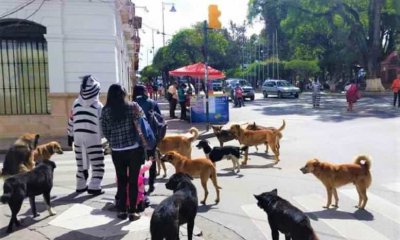 Esterilización_canina