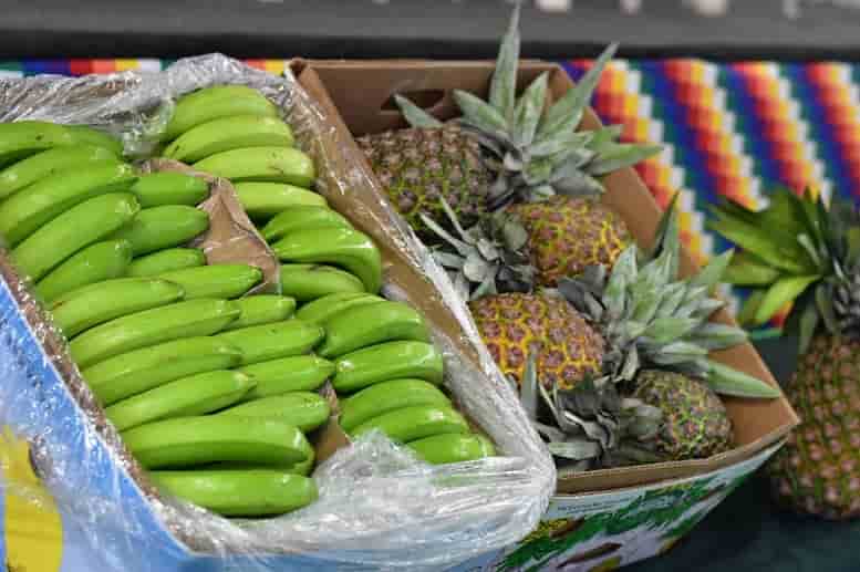 Producción de piña y banana