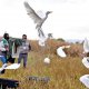 Garzas de laguna Alalay