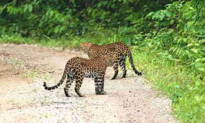 Avistamiento de Jaguares