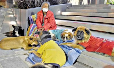 Mujer rescata perros abandonados en Cochabamba