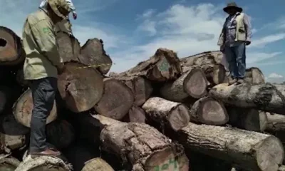 Explotación ilegal de la madera