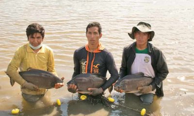 Desarrollo de la pesca en Bolivia