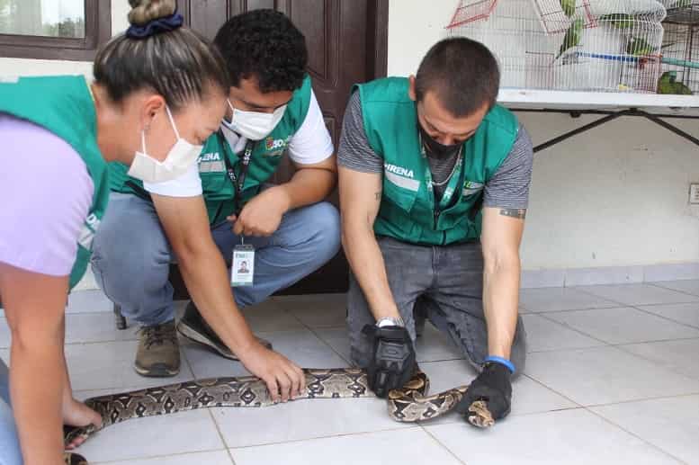 Serpiente rescatada mal herida