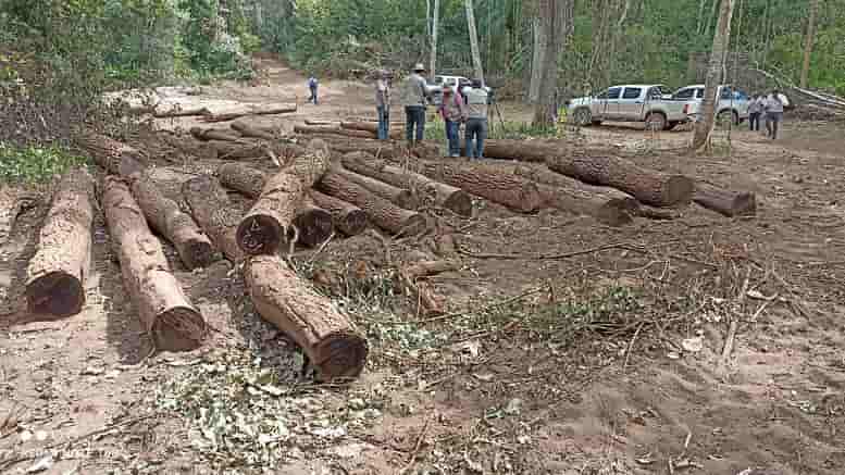 Decomiso de madera ilegal