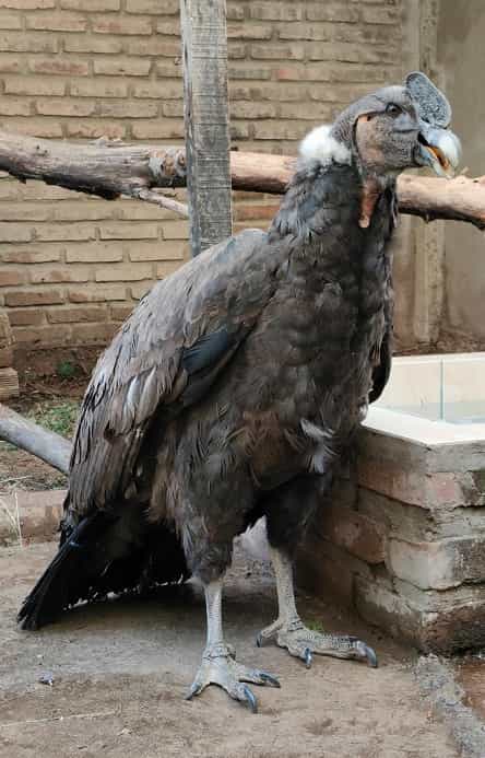 Cóndor de Los Andes