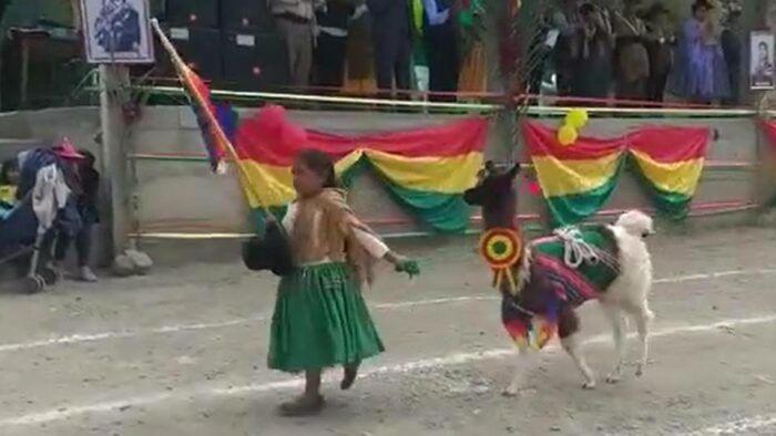 Niña desfiló con su llamita