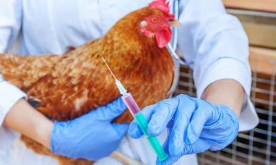 influenza aviar