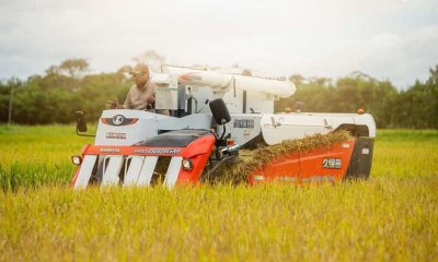 Producción de arroz