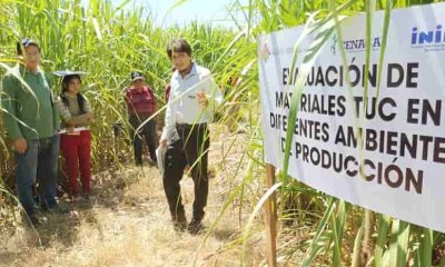 Productores de caña