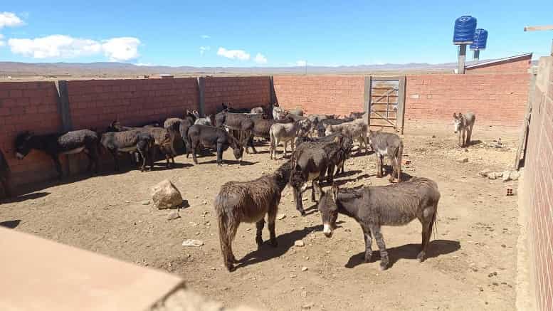 faenado de carne de burro