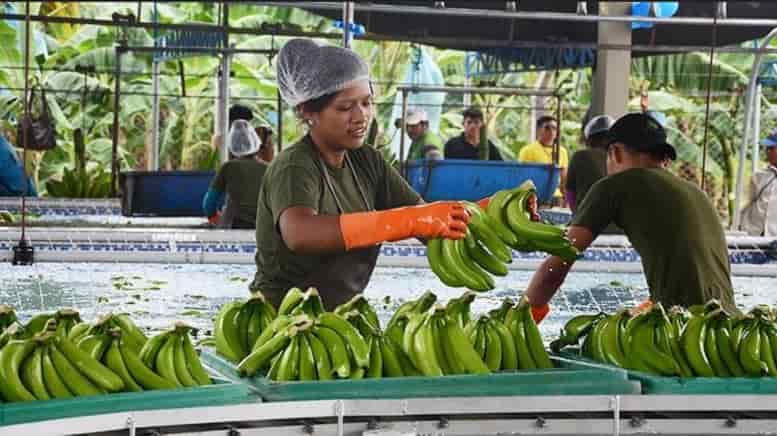Producción de banana