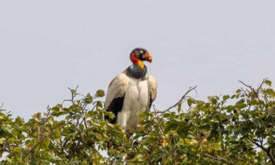 biodiversidad boliviana