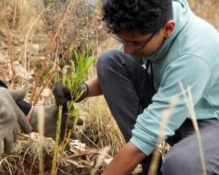 Plantando un Arbol