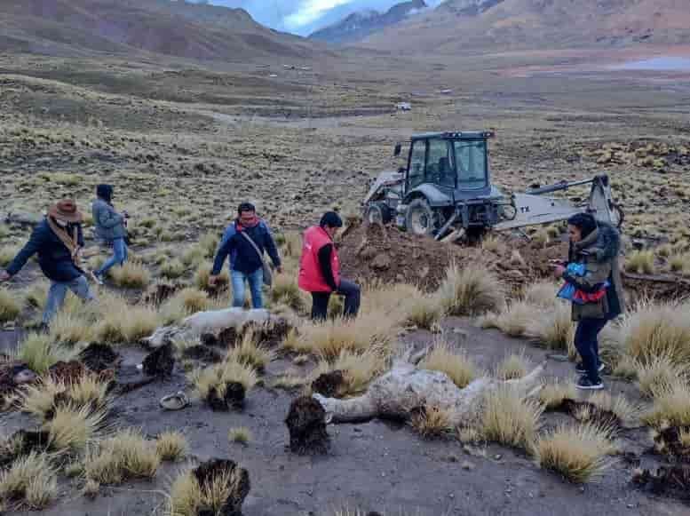 Ataque de perros salvajes