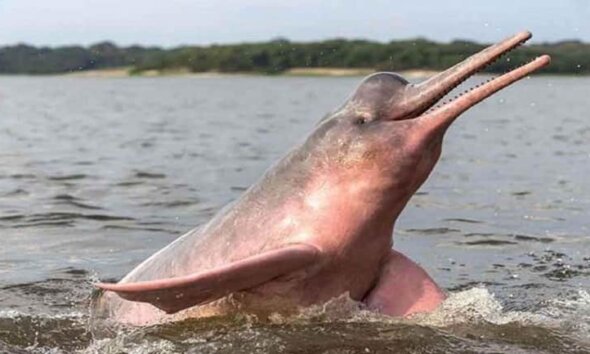 Delfines de Río