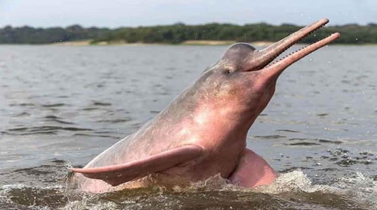 Delfines de Río
