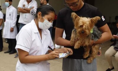 Vacunan a perros y gatos