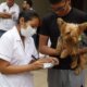 Vacunan a perros y gatos