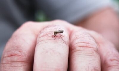 Leishmaniasis en la Chiquitania