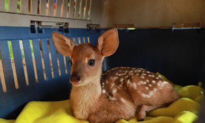 Animales en el incendio