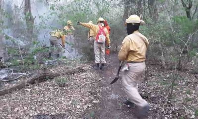 Incendios forestales