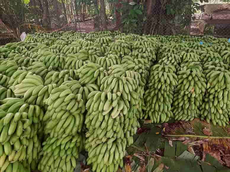 Producción de banana